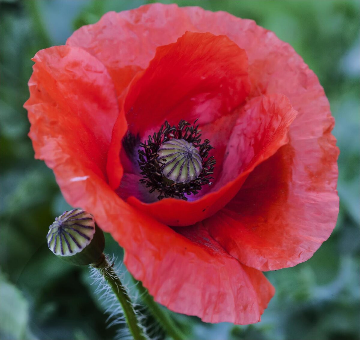 A red Flanders poppy in bloom